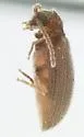 Ptinus tuberculatus - photo 2