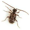 Ptinus tumidus