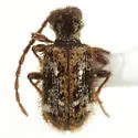 Ptinus tumidus - photo 2