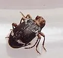 Ptinus variegatus - photo 2