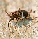 Ptinus variegatus - photo 3