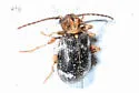 Ptinus variegatus - photo 4