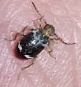 Ptinus variegatus - photo 5