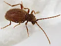 Ptinus verticalis - photo 2