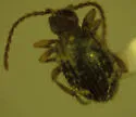 Hairy Spider Beetle - photo 2