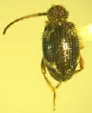 Hairy Spider Beetle - photo 3