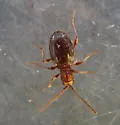Hairy Spider Beetle - photo 4