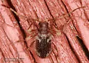 Hairy Spider Beetle - photo 5