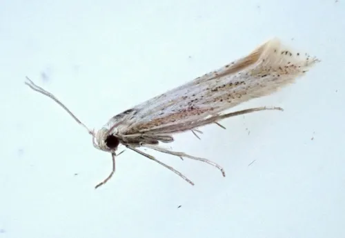 Ptocheuusa paupella - photo 2