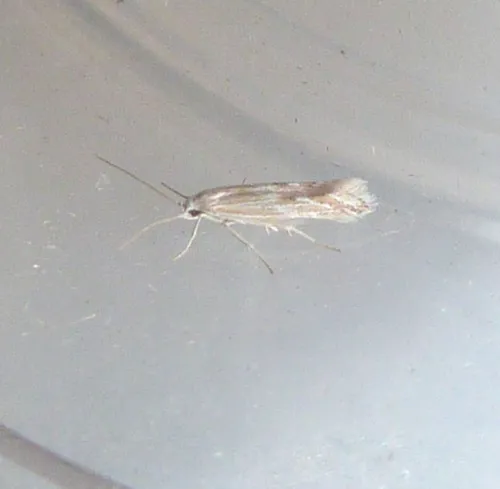 Ptocheuusa paupella - photo 3