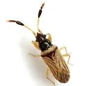 Ptochiomera nodosa - Ptochiomera nodosa