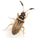 Ptochiomera nodosa - photo 2