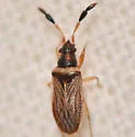 Ptochiomera nodosa - photo 3