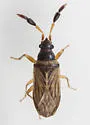 Ptochiomera nodosa - photo 4