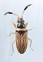 Ptochiomera nodosa - photo 5