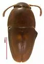 Ptomaphagus appalachianus