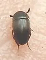 Ptomaphagus brevior - photo 4