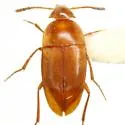 Ptomaphagus cavernicola - Ptomaphagus cavernicola