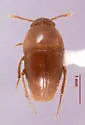 Ptomaphagus fumosus