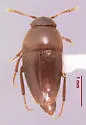 Ptomaphagus merritti