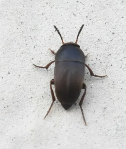 Ptomaphagus subvillosus