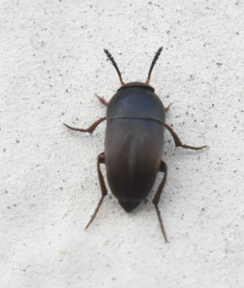 Ptomaphagus subvillosus - photo 3