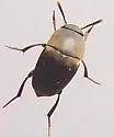 Ptomaphagus ulkei