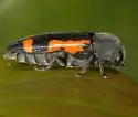 Texas Redbud Borer
