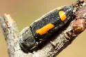 Texas Redbud Borer - photo 5