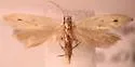 Ptycerata busckella - Hodges#2044 - photo 2