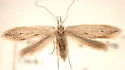 Ptycerata busckella - Hodges#2044 - photo 3