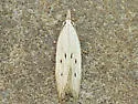 Ptycerata busckella - Hodges#2044 - photo 4