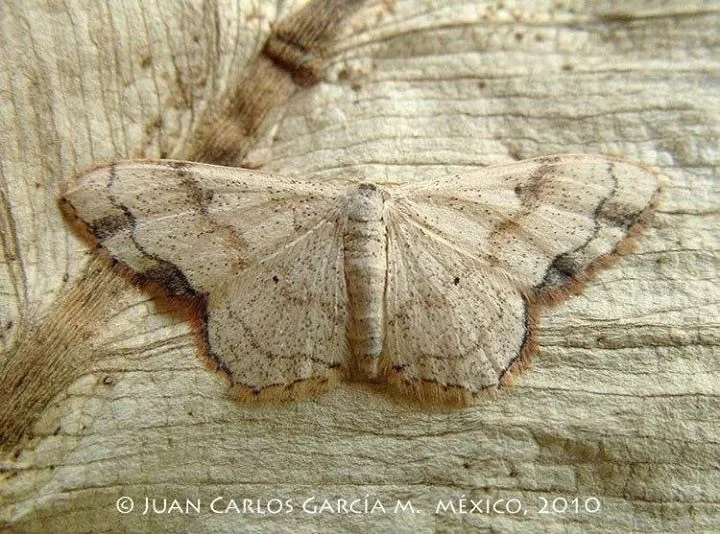 Ptychamalia dorneraria - Hodges#7131 - photo 2