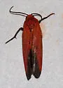 Ptychoglene coccinea - Hodges#8079