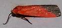 Ptychoglene coccinea - Hodges#8079 - photo 2