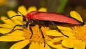 Ptychoglene coccinea - Hodges#8079 - photo 3