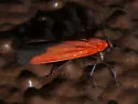 Ptychoglene coccinea - Hodges#8079 - photo 4