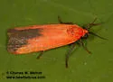 Ptychoglene coccinea - Hodges#8079 - photo 5