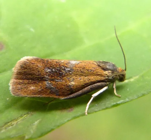 Ptycholoma lecheana - photo 2