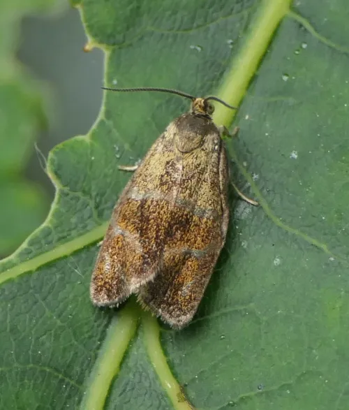 Ptycholoma lecheana - photo 3