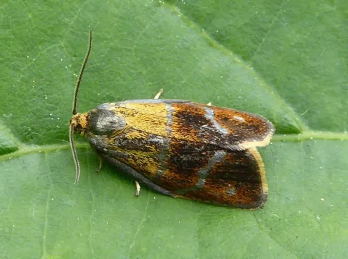 Ptycholoma lecheana - photo 4