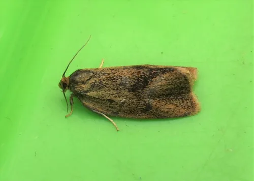 Ptycholoma lecheana - photo 5