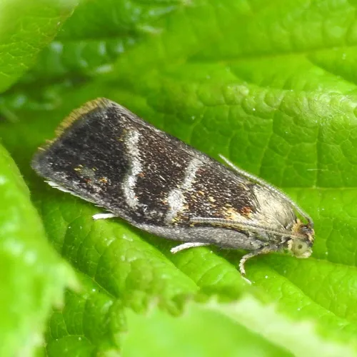 Ptycholoma lecheana - photo 6