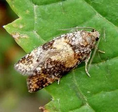 Ptycholomoides aeriferana - photo 2