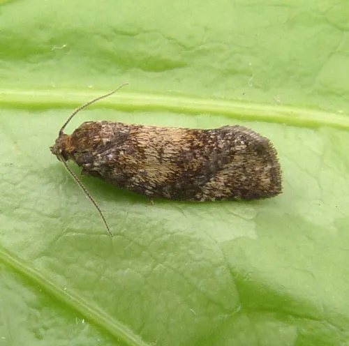 Ptycholomoides aeriferana - photo 3