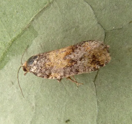 Ptycholomoides aeriferana - photo 4