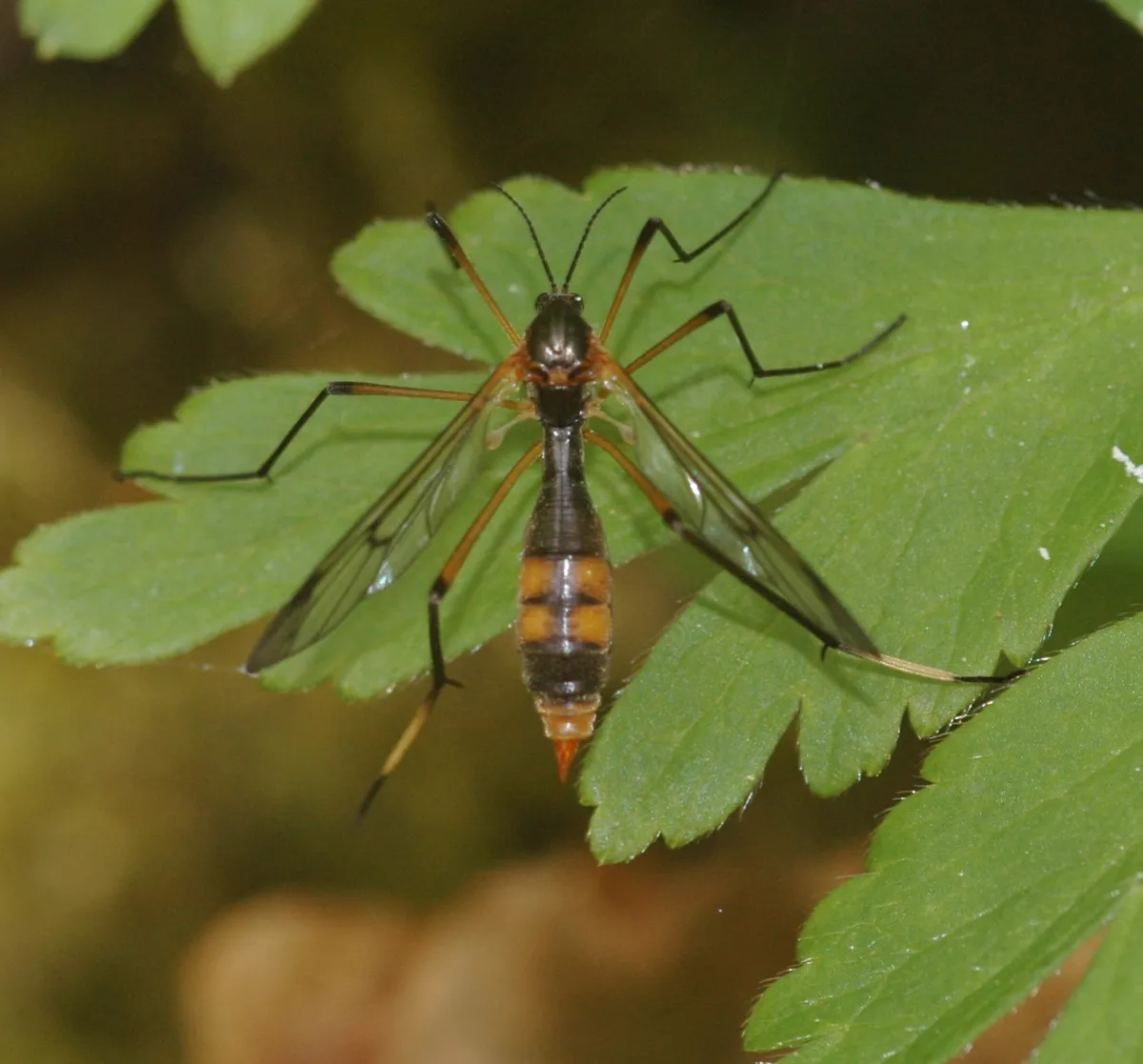 white-legged cranefly - photo 2