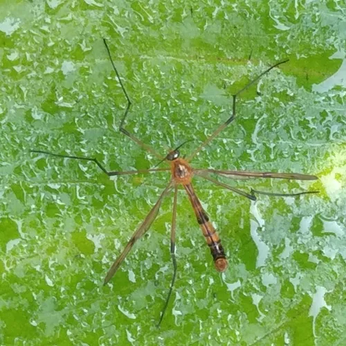 Ptychoptera capensis