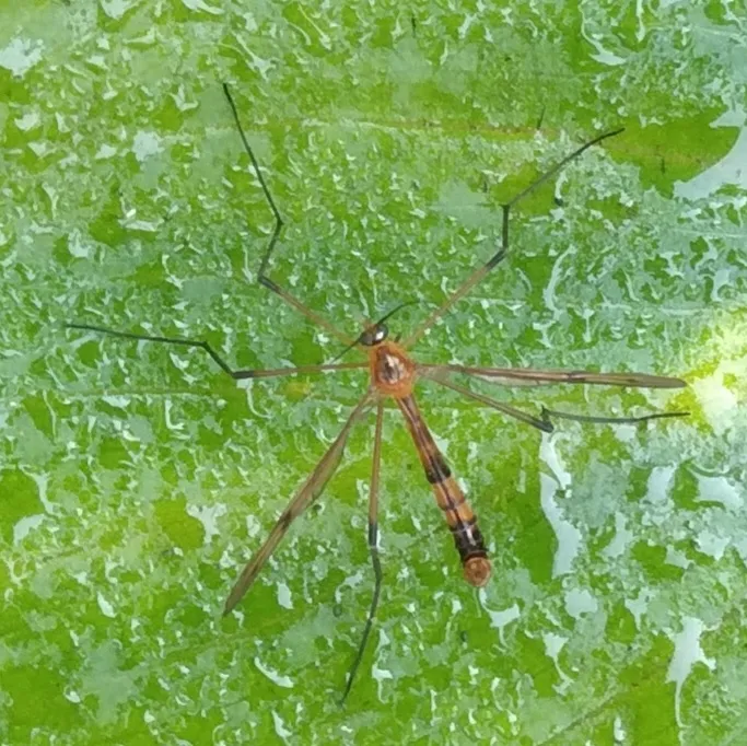 Ptychoptera capensis - photo 2