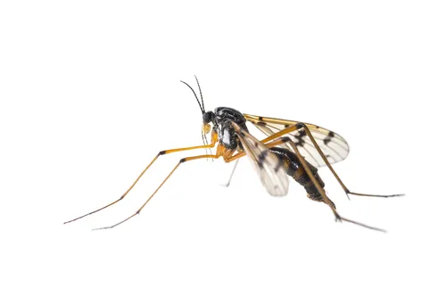 orange-marked cranefly